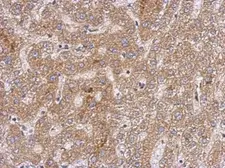 Anti-OXSM antibody used in IHC (Paraffin sections) (IHC-P). GTX124011
