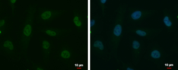 Anti-POLR2D antibody used in Immunocytochemistry/ Immunofluorescence (ICC/IF). GTX124081