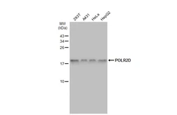 Anti-POLR2D antibody used in Western Blot (WB). GTX124081