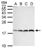 Anti-Histone H3R17me2 (Asymmetric Di-methyl Arg17) antibody used in Western Blot (WB). GTX124113