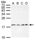 Anti-Histone H3R2me2 (Asymmetric Di-methyl Arg2) antibody used in Western Blot (WB). GTX124114