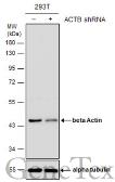 Anti-beta Actin antibody used in Western Blot (WB). GTX124214