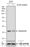 Anti-beta Actin antibody used in Western Blot (WB). GTX124214