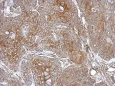 Anti-DZIP3 antibody used in IHC (Paraffin sections) (IHC-P). GTX124218