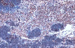 Anti-JMJD3 antibody [C2], C-term used in IHC (Paraffin sections) (IHC-P). GTX124222