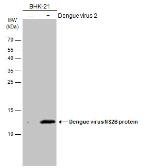 Anti-Dengue virus NS2B protein antibody used in Western Blot (WB). GTX124246