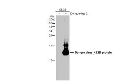 Anti-Dengue virus NS2B protein antibody used in Western Blot (WB). GTX124246
