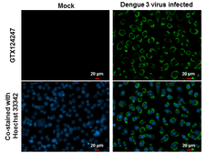 Anti-Dengue virus Capsid protein antibody used in Immunocytochemistry/ Immunofluorescence (ICC/IF). GTX124247