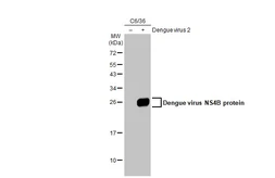 Anti-Dengue virus NS4B protein antibody used in Western Blot (WB). GTX124250