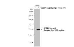 Anti-Dengue virus NS3 protein antibody used in Western Blot (WB). GTX124252