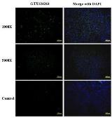 Anti-Enterovirus 71 antibody used in Immunocytochemistry/ Immunofluorescence (ICC/IF). GTX124261
