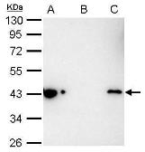 Anti-Maltose binding protein antibody used in Immunoprecipitation (IP). GTX124267