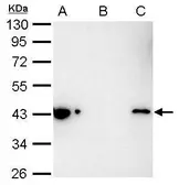 Anti-Maltose binding protein antibody used in Immunoprecipitation (IP). GTX124267