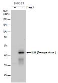 Anti-Dengue virus NS1 protein antibody used in Western Blot (WB). GTX124280