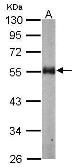 Anti-alpha Tubulin antibody used in Western Blot (WB). GTX124303