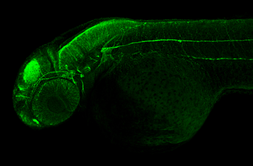 Anti-alpha Tubulin antibody used in IHC (Whole mount) (IHC-Wm). GTX124303