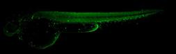 Anti-Lcp1 antibody used in IHC (Whole mount) (IHC-Wm). GTX124420