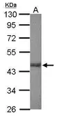 Anti-Rpl3 antibody used in Western Blot (WB). GTX124464