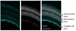 Anti-Sox2 antibody used in IHC (Frozen sections) (IHC-Fr). GTX124477
