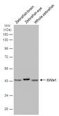 Anti-Eif2s1 antibody used in Western Blot (WB). GTX124488