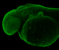 Anti-Pcna antibody used in IHC (Whole mount) (IHC-Wm). GTX124496