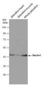 Anti-Bactin1 antibody used in Western Blot (WB). GTX124500