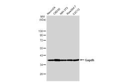 Anti-Gapdh antibody used in Western Blot (WB). GTX124502
