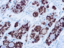 Anti-TPO antibody [MoAb47] used in IHC (Paraffin sections) (IHC-P). GTX12500