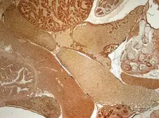 Anti-Mapk3 antibody used in IHC (Paraffin sections) (IHC-P). GTX125115
