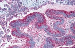 Anti-GPR19 antibody used in IHC (Paraffin sections) (IHC-P). GTX12545