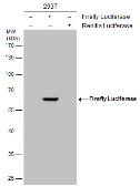 Anti-Firefly Luciferase antibody used in Western Blot (WB). GTX125848