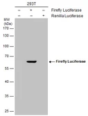 Anti-Firefly Luciferase antibody used in Western Blot (WB). GTX125848