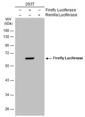 Anti-Firefly Luciferase antibody used in Western Blot (WB). GTX125849