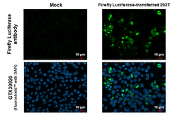 Anti-Firefly Luciferase antibody used in Immunocytochemistry/ Immunofluorescence (ICC/IF). GTX125849