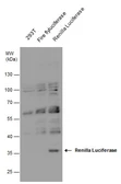 Anti-Renilla Luciferase antibody used in Western Blot (WB). GTX125851