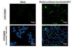 Anti-Renilla Luciferase antibody used in Immunocytochemistry/ Immunofluorescence (ICC/IF). GTX125851