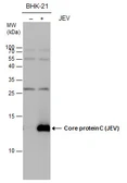 Anti-Japanese encephalitis virus Core protein C antibody used in Western Blot (WB). GTX125860