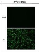 Anti-Japanese encephalitis virus NS4B antibody used in Immunocytochemistry/ Immunofluorescence (ICC/IF). GTX125865