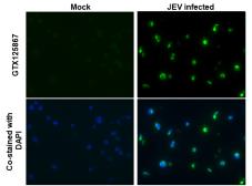 Anti-Japanese encephalitis virus Envelope antibody used in IHC (Paraffin sections) (IHC-P). GTX125867