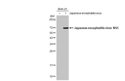 Anti-Japanese encephalitis virus NS3 antibody used in Western Blot (WB). GTX125868
