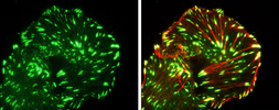 Anti-Paxillin antibody used in Immunocytochemistry/ Immunofluorescence (ICC/IF). GTX125891