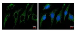 Anti-SHMT2 antibody used in Immunocytochemistry/ Immunofluorescence (ICC/IF). GTX125939