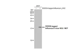 Anti-Influenza A virus NS2 / NEP antibody used in Western Blot (WB). GTX125953