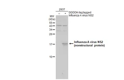 Anti-Influenza A virus NS2 / NEP antibody used in Western Blot (WB). GTX125953
