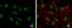 Anti-SLU7 antibody used in Immunocytochemistry/ Immunofluorescence (ICC/IF). GTX125955