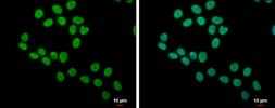 Anti-SLU7 (phospho Ser513/Ser515) antibody used in Immunocytochemistry/ Immunofluorescence (ICC/IF). GTX125960