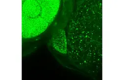 Anti-Cdh2 antibody used in IHC (Whole mount) (IHC-Wm). GTX125962