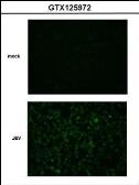 Anti-Japanese encephalitis virus NS2B antibody used in Immunocytochemistry/ Immunofluorescence (ICC/IF). GTX125972