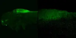 Anti-Crabp2a antibody used in IHC (Whole mount) (IHC-Wm). GTX125986