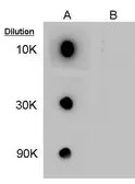 Anti-GABA antibody used in Dot blot (Dot). GTX125988